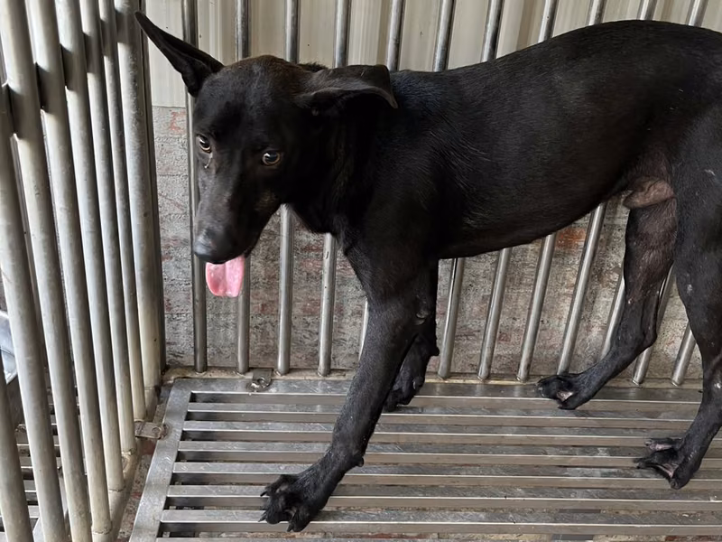 Black adult male mixed-breed dog, Medium, shelter no. …1001