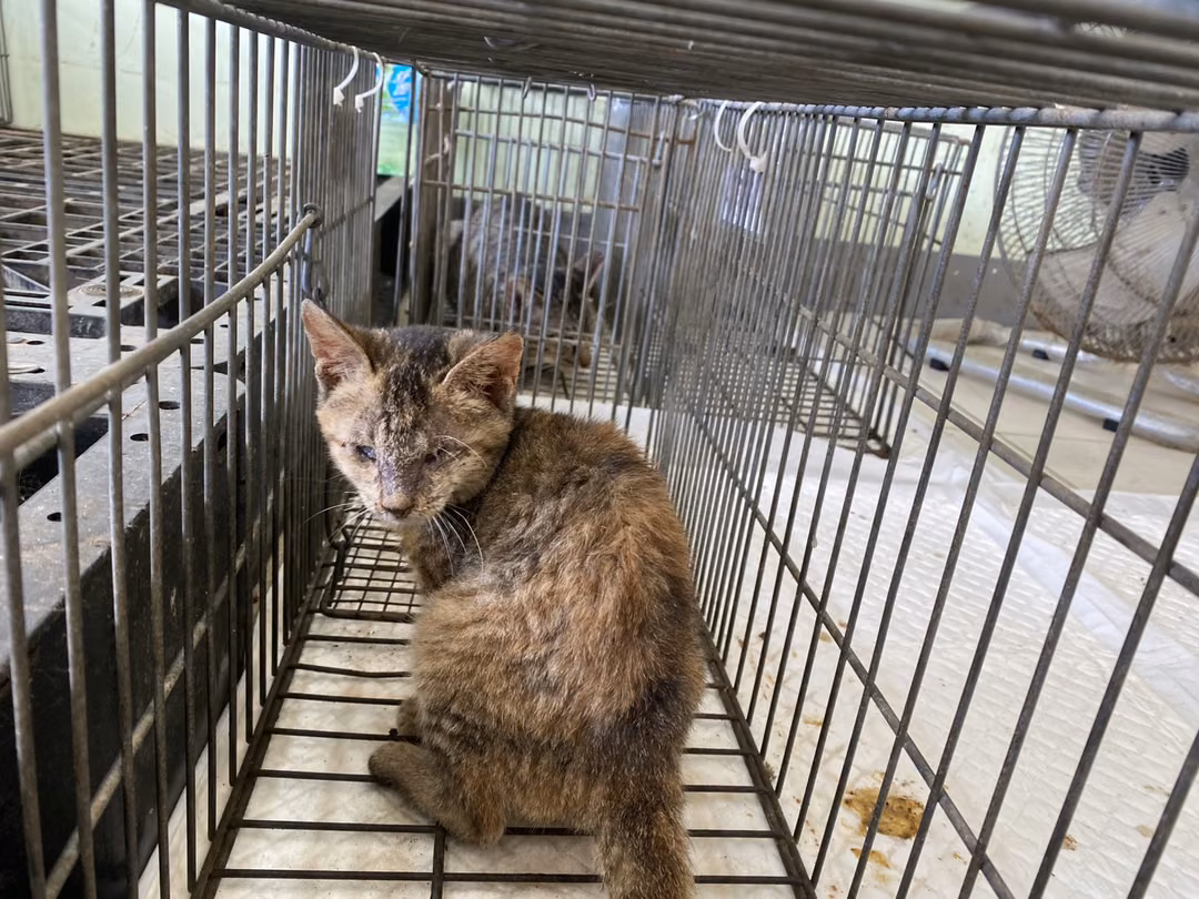 Young female mixed-breed cat, Small, shelter no. …3C05