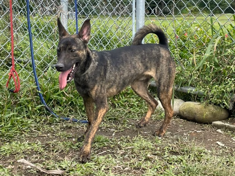 Black-and-brown young male mixed-breed dog, Small, shelter no. …0203