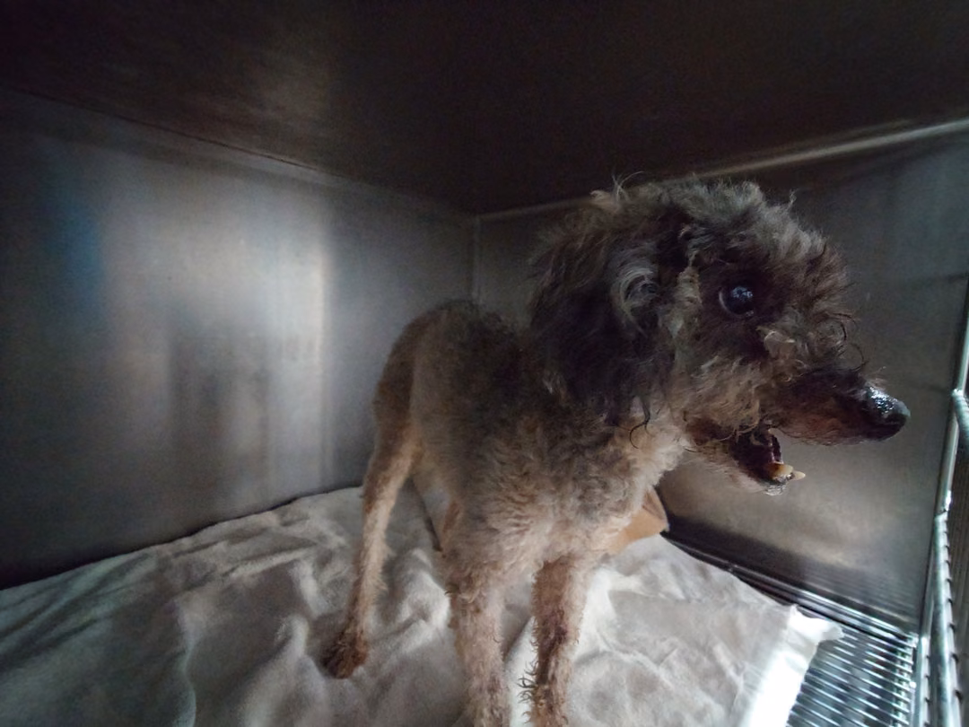 Gray-and-white adult male poodle, Small, shelter no. …9001