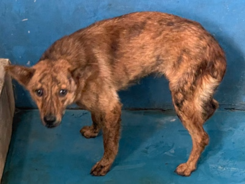 Tabby adult male mixed-breed dog, Large, shelter no. …9006