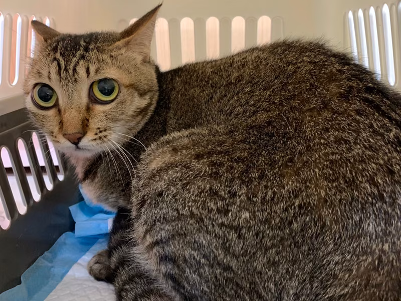 Tabby adult female mixed-breed cat, Medium, shelter no. …1111
