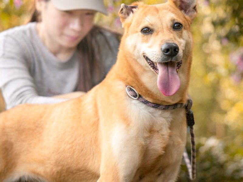 Tan adult female mixed-breed dog, Medium, shelter no. …1001