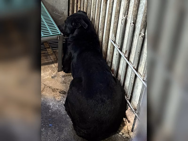 Black adult male mixed-breed dog, Large, shelter no. …6001