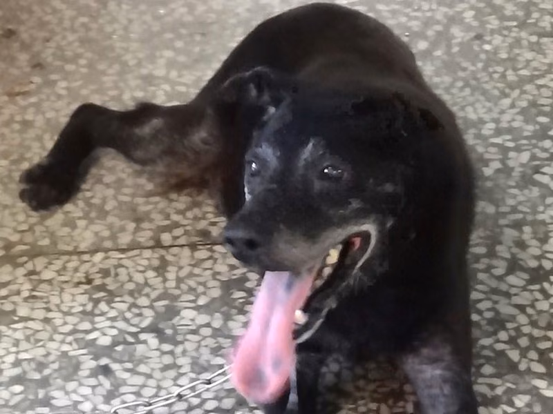 Black adult male mixed-breed dog, Large, shelter no. …1184