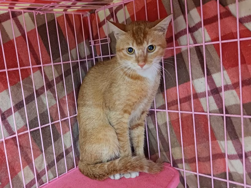 ミックス猫（オス・成猫・茶とトラ）、中型, 施設番号 …2003