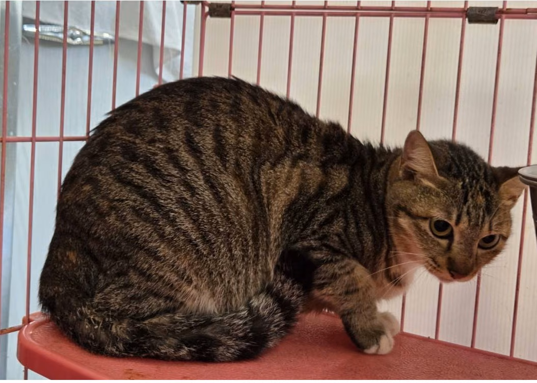 Tabby adult female mixed-breed cat, Medium, shelter no. …0403