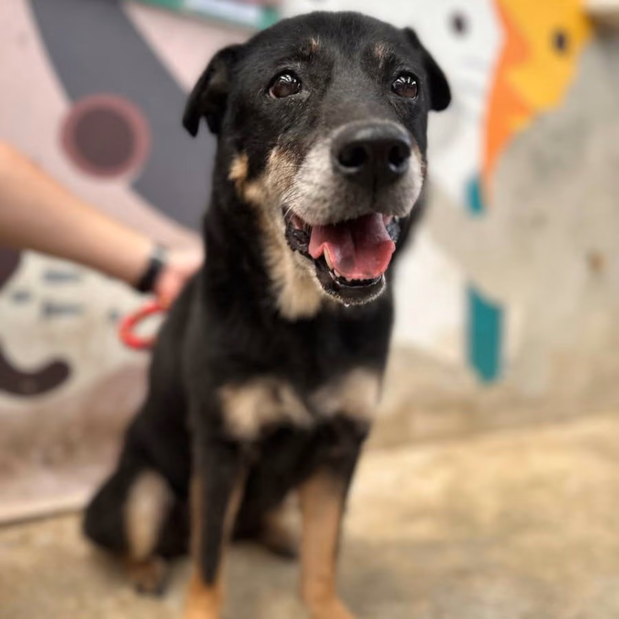 Black-and-tan adult female mixed-breed dog, Medium, shelter no. …1001