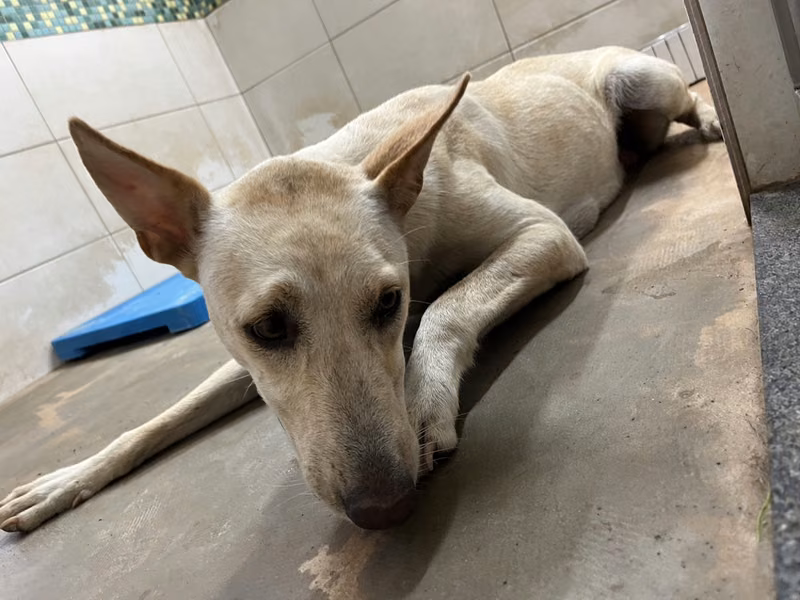 White adult female mixed-breed dog, Medium, shelter no. …7D01
