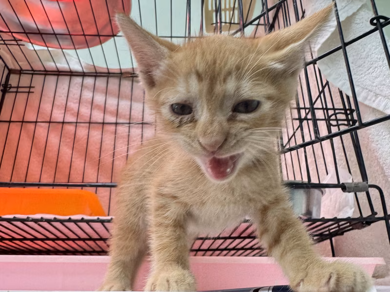 Orange tabby young male mixed-breed cat, Small, shelter no. …9001