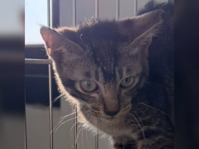 Tabby young male mixed-breed cat, Small, shelter no. …2C09
