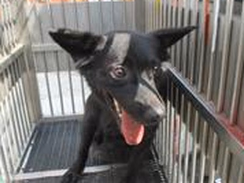 Black female mixed-breed dog, Medium, shelter no. …8002