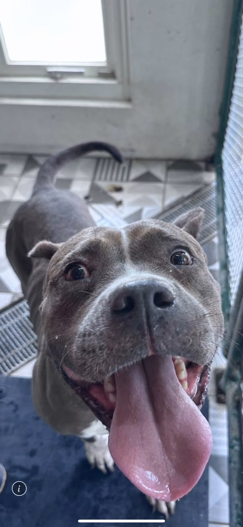 Brown-and-white adult female American Pit Bull Terrier, Large, shelter no. …8004