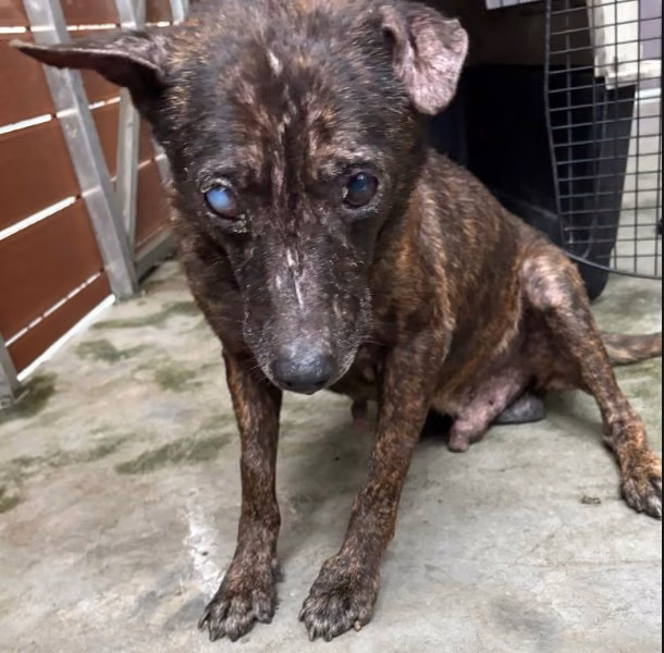 Tabby adult male mixed-breed dog, Medium, shelter no. …1005