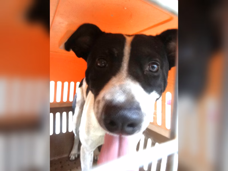 Black-and-white adult male mixed-breed dog, Large, shelter no. …1372