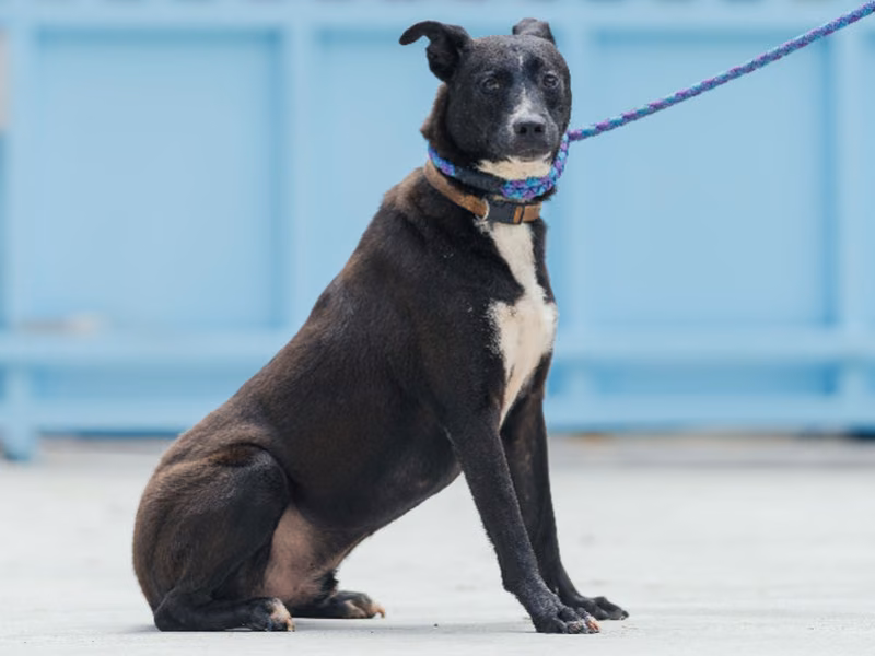 Black adult male mixed-breed dog, Small, shelter no. …2002