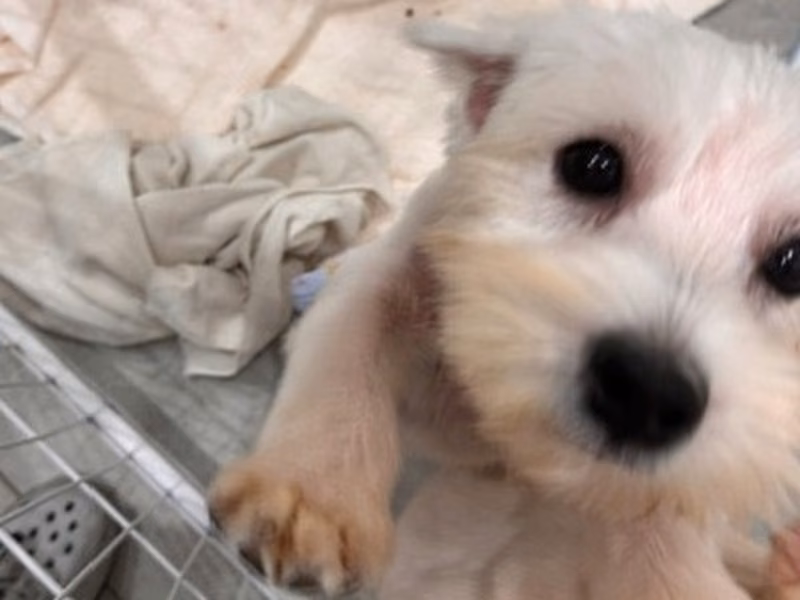 West Highland white terrier mâle adulte (blanc), Moyen, refuge n° …1004