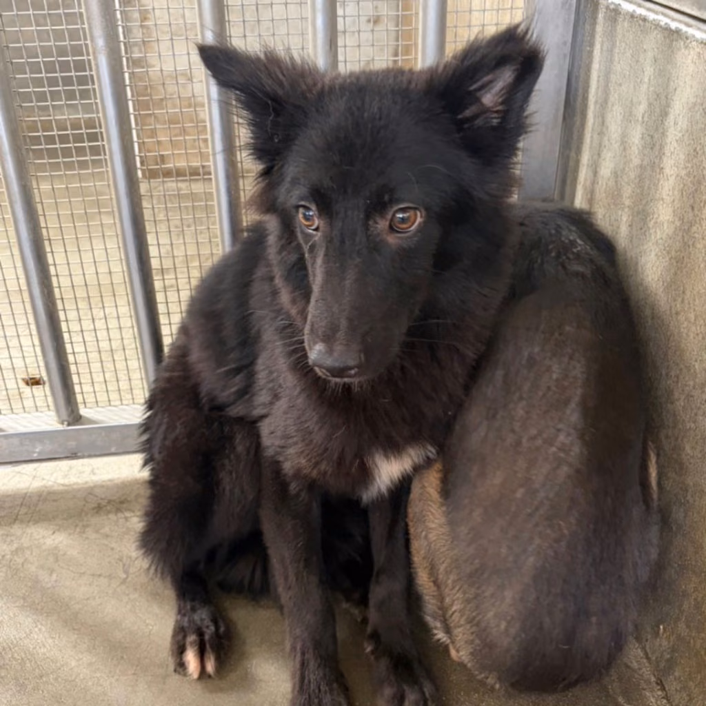 Black young male mixed-breed dog, Medium, shelter no. …4013