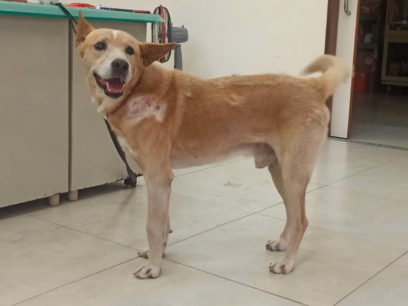 Tan adult male mixed-breed dog, Medium, shelter no. …7D02