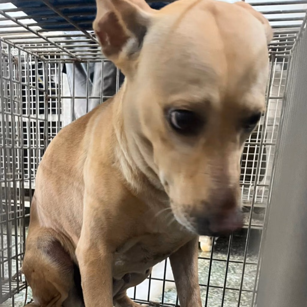 Tan adult female mixed-breed dog, Medium, shelter no. …6-05