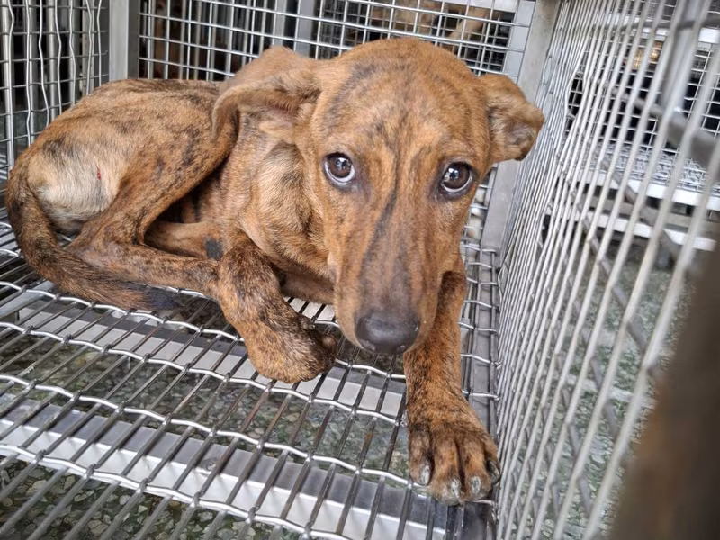 Tabby adult male mixed-breed dog, Medium, shelter no. …7-04