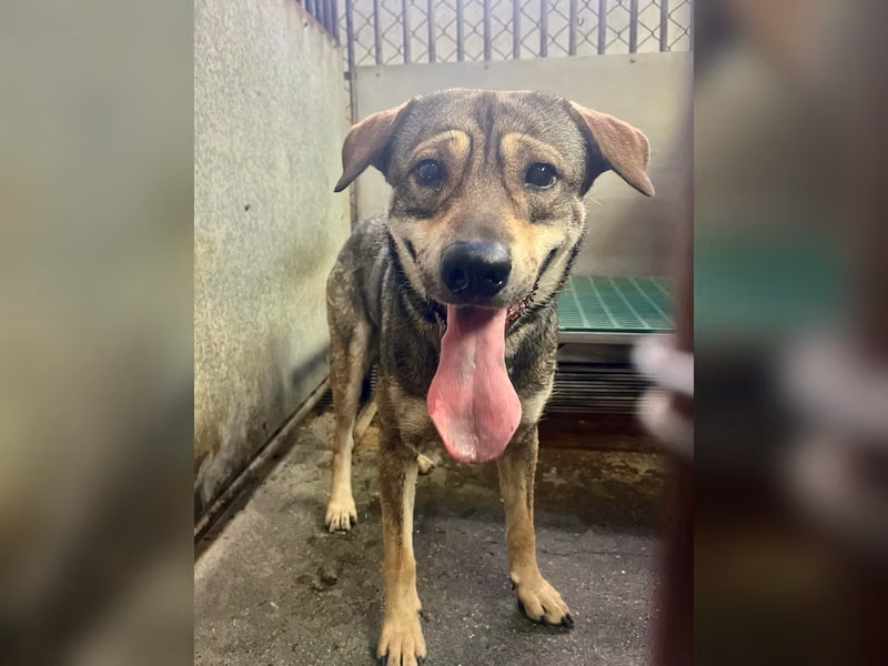 Perro mestizo macho adulto (negro y canela), Mediano, refugio n.º …9005