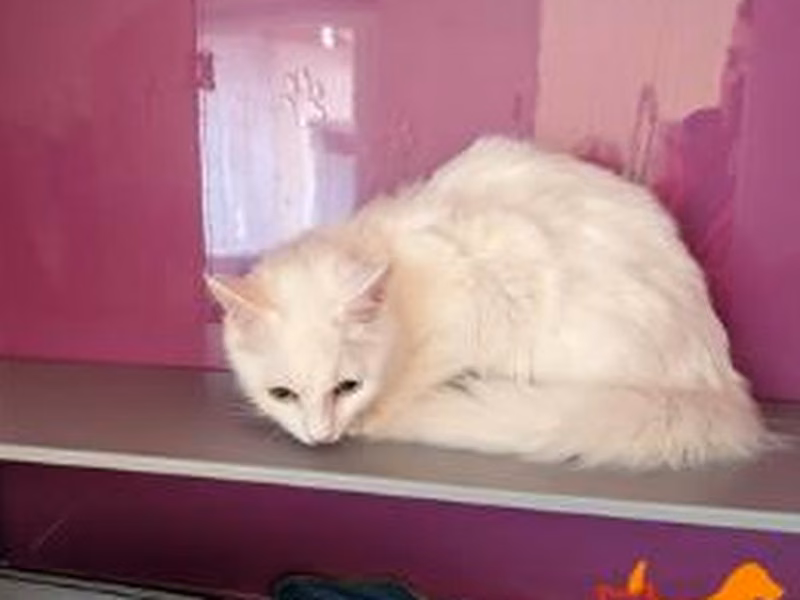 White young female European Shorthair, shelter no. …4441