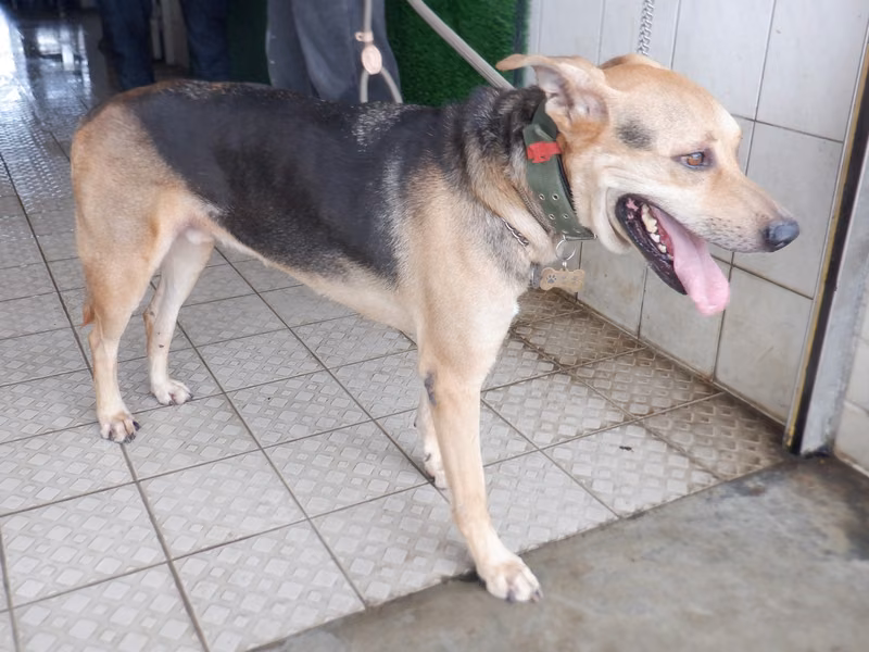 Black-and-tan adult male mixed-breed dog, Medium, shelter no. …6743