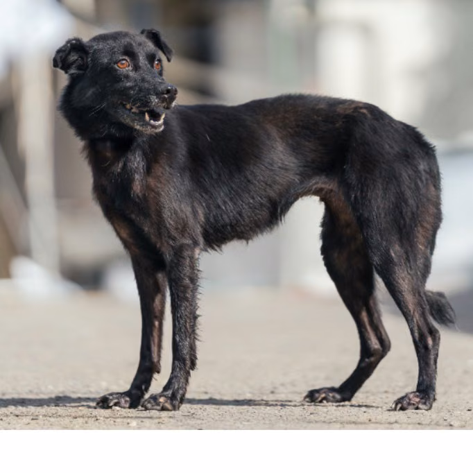 Black adult female mixed-breed dog, Medium, shelter no. …2201