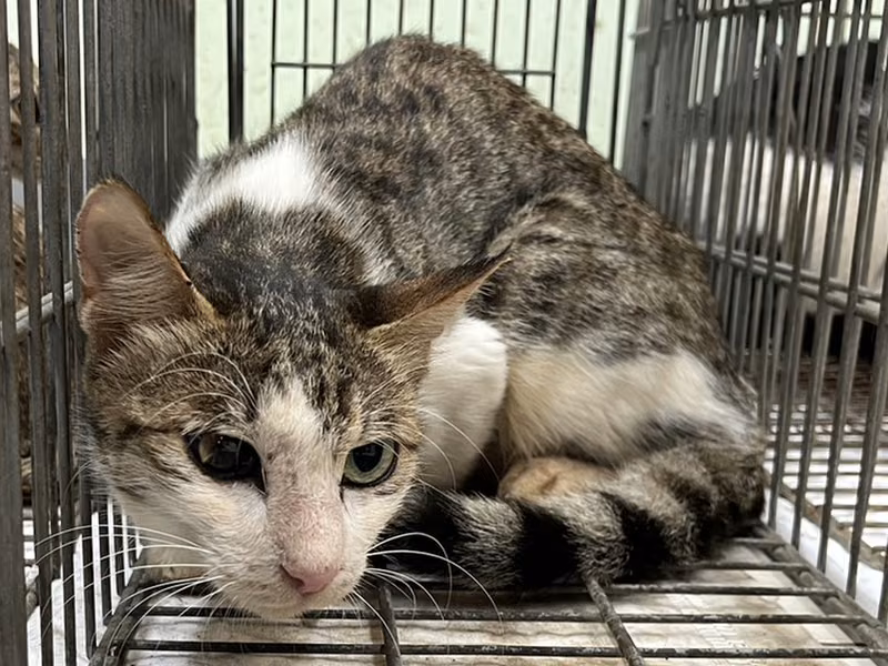 Adult female mixed-breed cat, Small, shelter no. …2C06