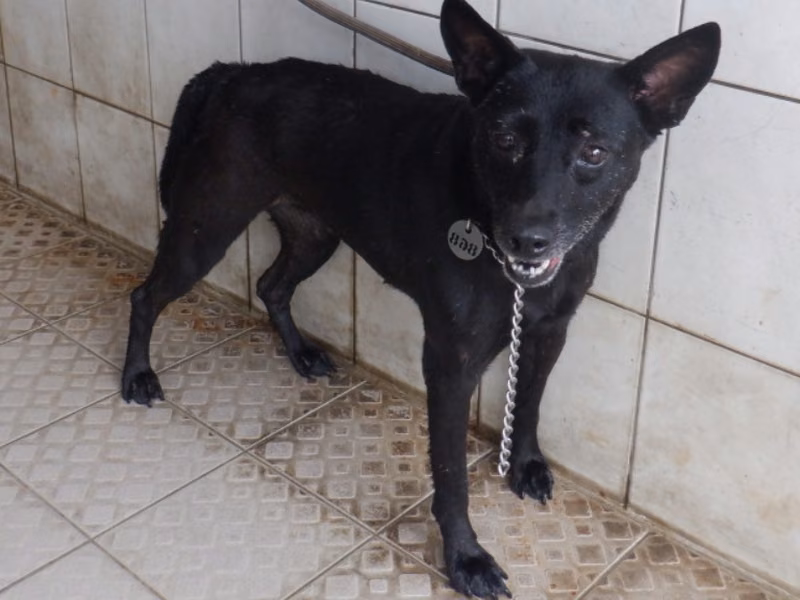 Black adult female mixed-breed dog, Medium, shelter no. …6868