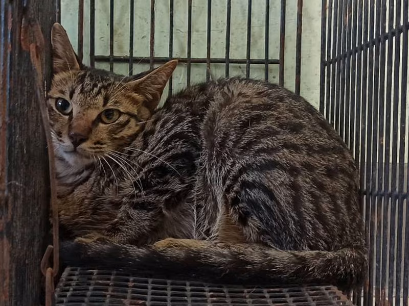 Young male mixed-breed cat, Small, shelter no. …9C01