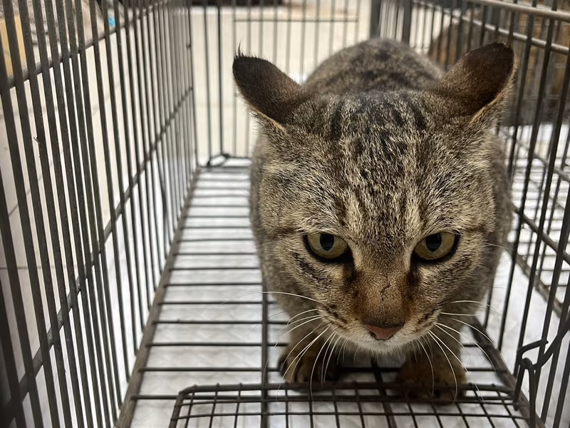 Adult female mixed-breed cat, Small, shelter no. …9C05