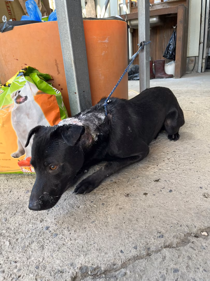 Black adult male mixed-breed dog, Medium, shelter no. …6005