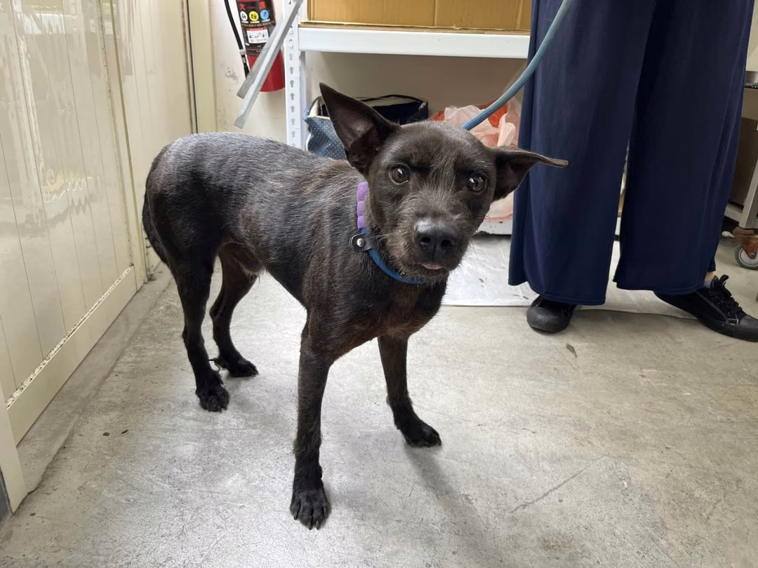 Black adult male mixed-breed dog, Medium, shelter no. …2002