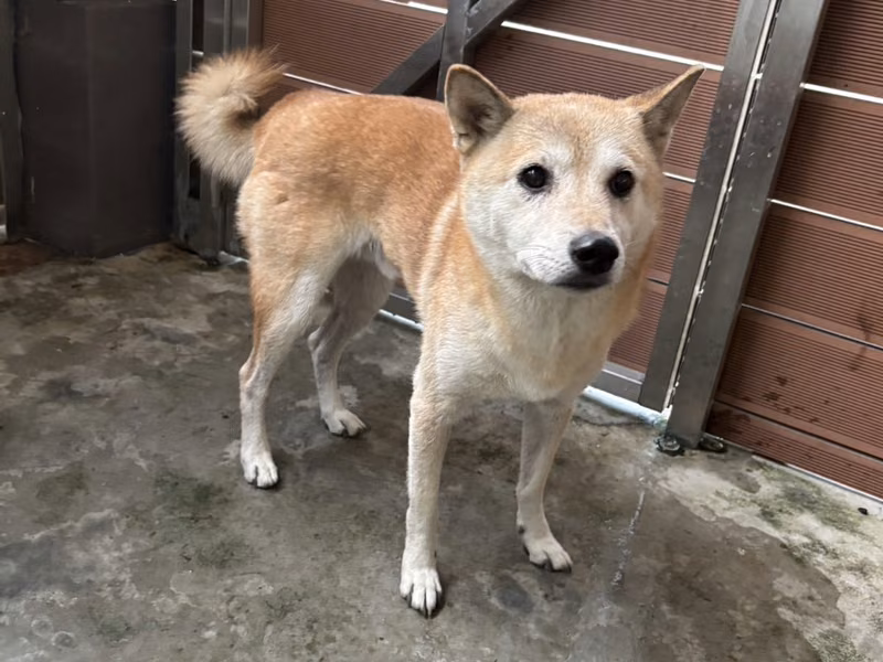 Tan adult male Shiba Inu, Medium, shelter no. …4001