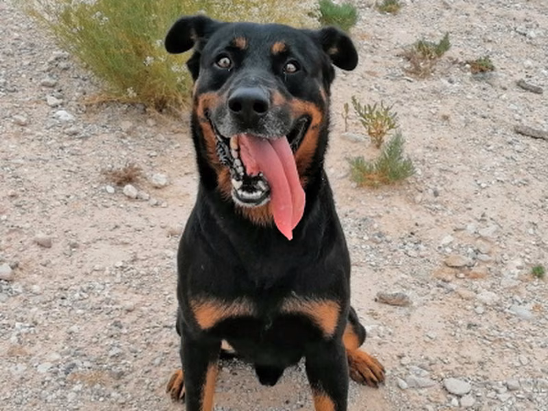 Conan, Senior · Male · Medium · Mixed breed