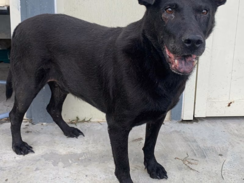Black adult male mixed-breed dog, Medium, shelter no. …0601