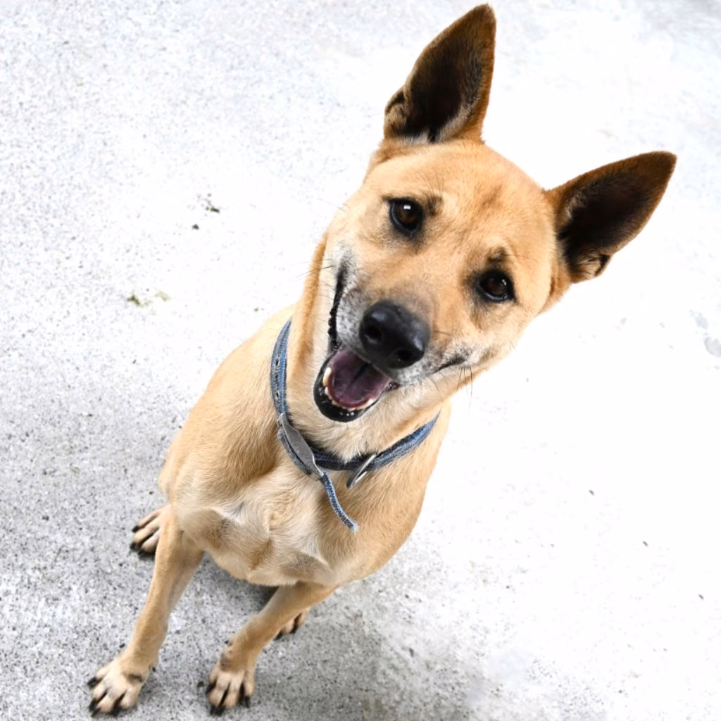 Tan adult male mixed-breed dog, Medium, shelter no. …8003
