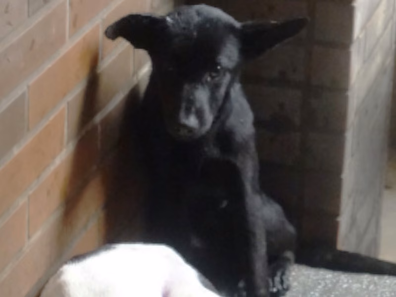 Black adult female mixed-breed dog, Medium, shelter no. …2235