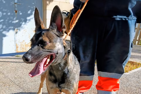 Wölfin, Young · Female · Medium · Mixed breed