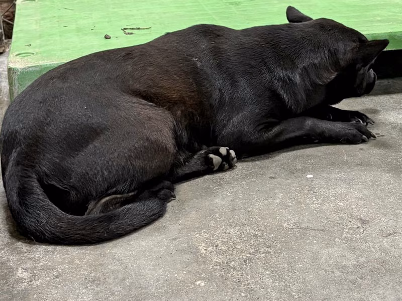 Black adult female mixed-breed dog, Large, shelter no. …6002