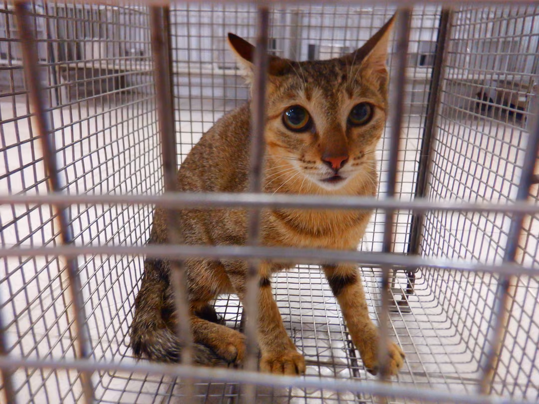 Tabby adult female mixed-breed cat, Small, shelter no. …16C1