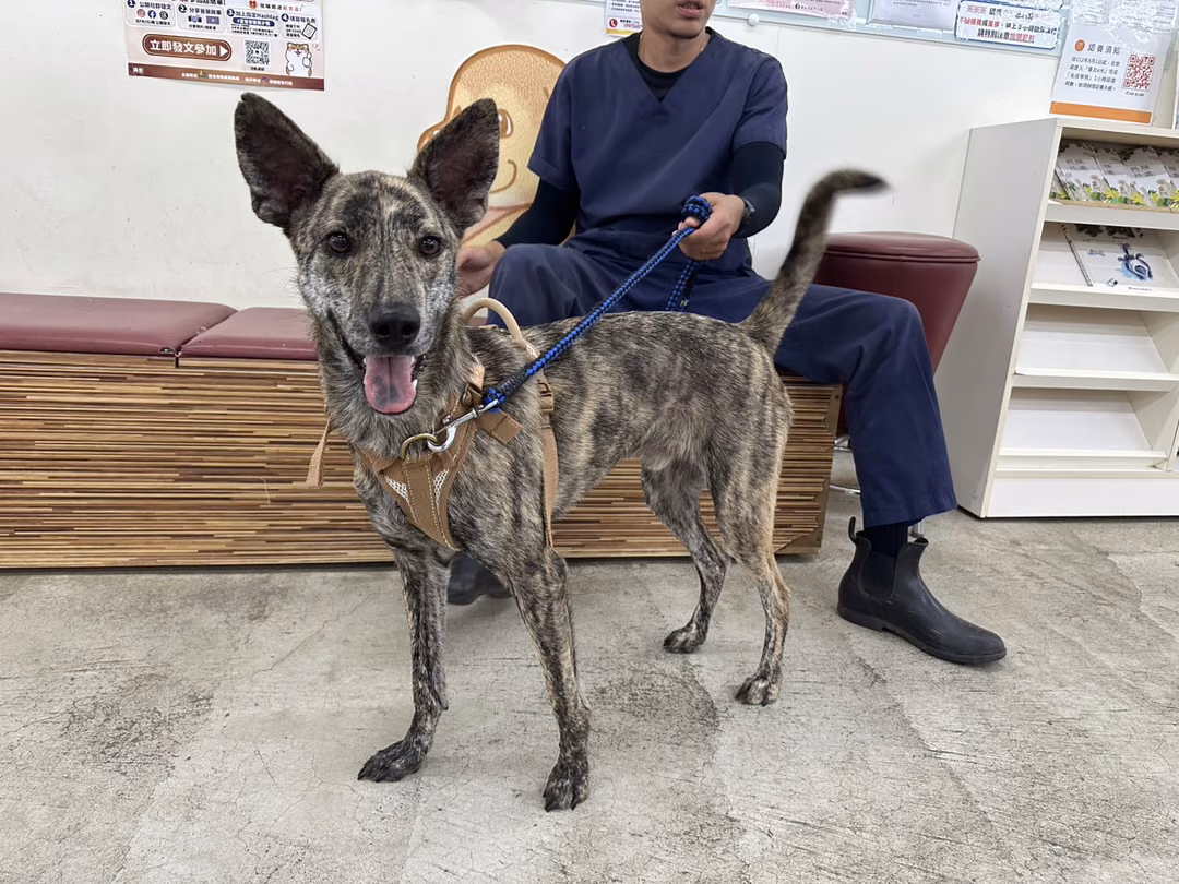 Tabby adult male mixed-breed dog, Medium, shelter no. …0303