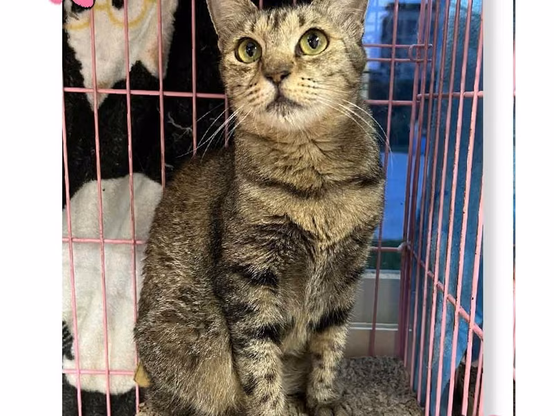 Tabby adult female mixed-breed cat, Medium, shelter no. …2602