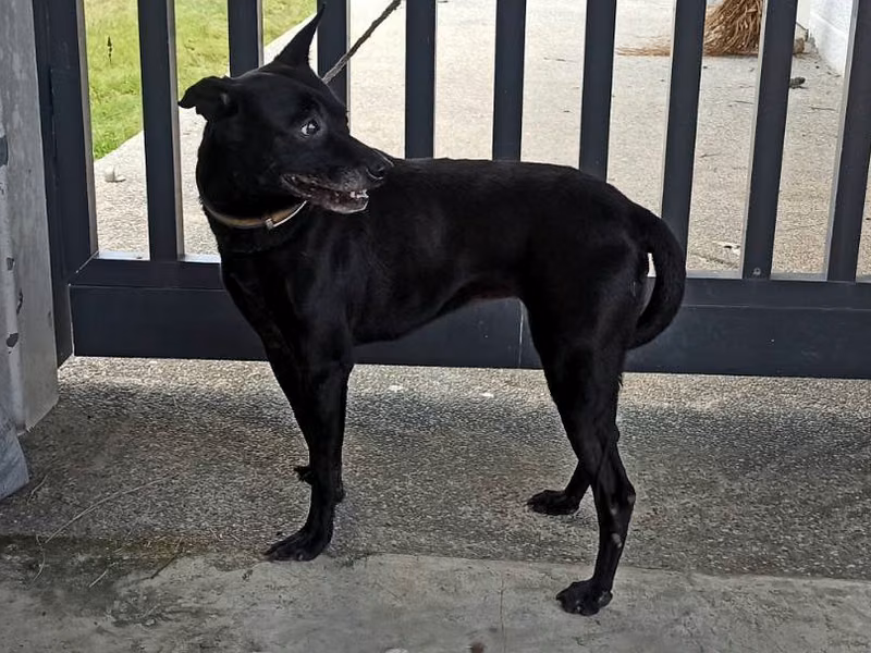 Black adult female mixed-breed dog, Medium, shelter no. …1D01