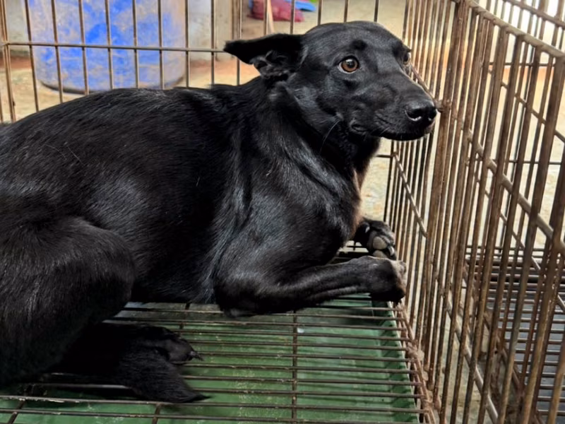 Black adult female mixed-breed dog, Medium, shelter no. …6-01