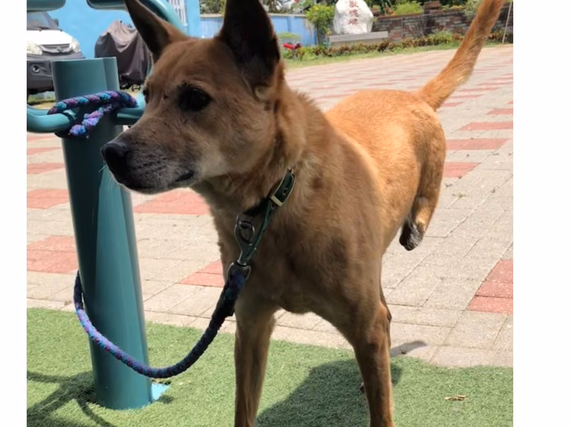 Tan adult female mixed-breed dog, Medium, shelter no. …9-12