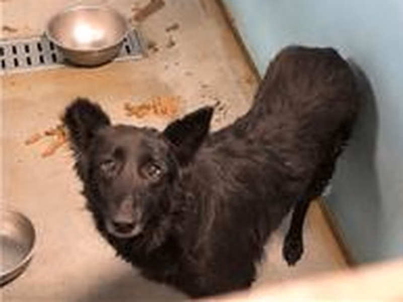 Black adult female mixed-breed dog, Medium, shelter no. …0202