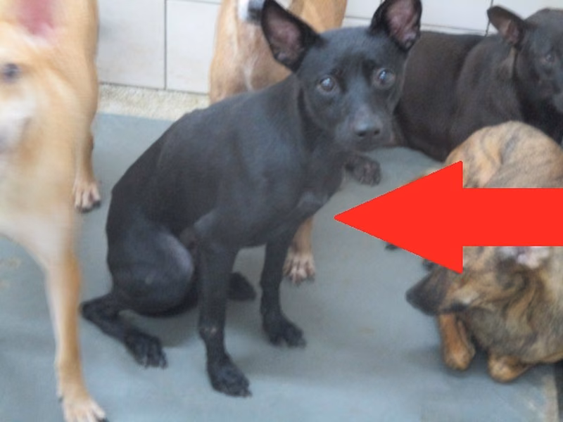 Black adult female mixed-breed dog, Medium, shelter no. …0719